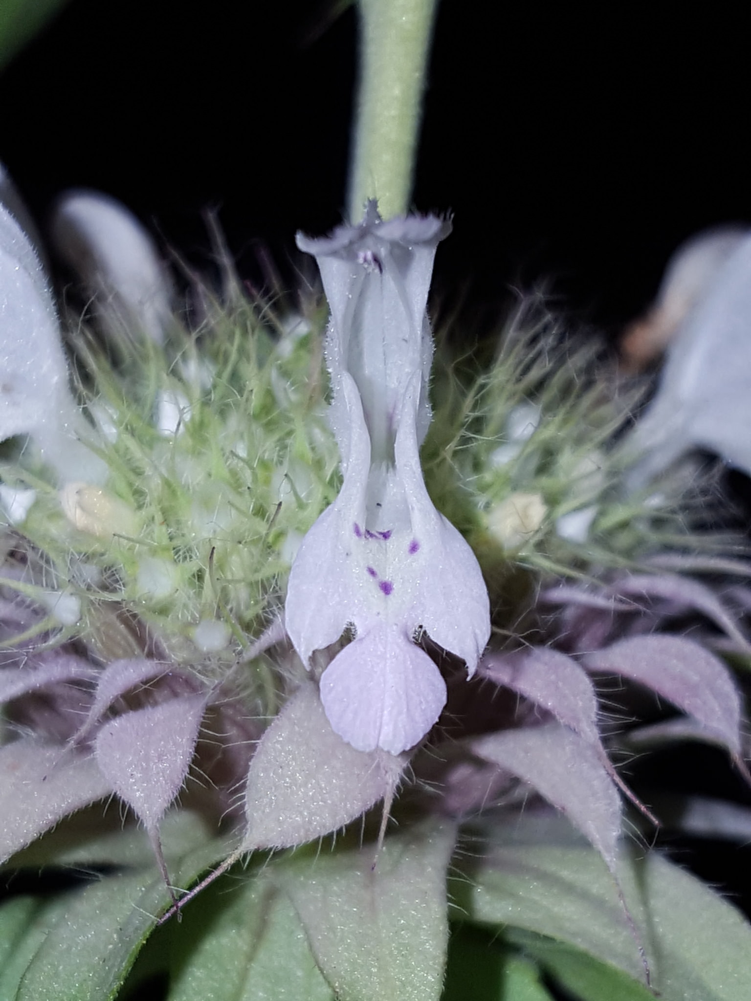 Monarda citriodora